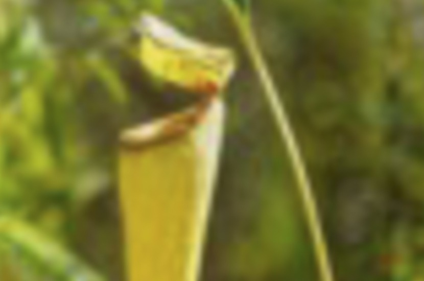 Le_Nepenthes_Hotel3